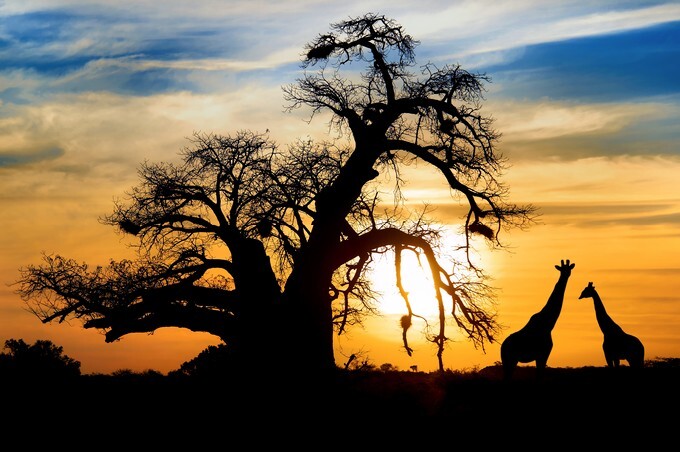 Spectacular sunset with baobab and giraffe on african savannah